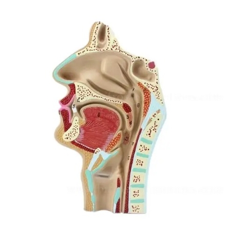 MÔ HÌNH HỌNG VÀ BÊNH LÝ HỌNG GIẢI PHẪU