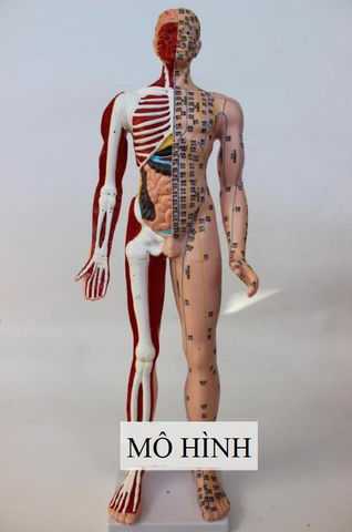 MÔ HÌNH HUYỆT VỊ 85CM KÈM GIẢI PHẪU