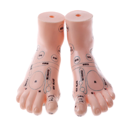 MÔ HÌNH HUYỆT VI BÀN CHÂN