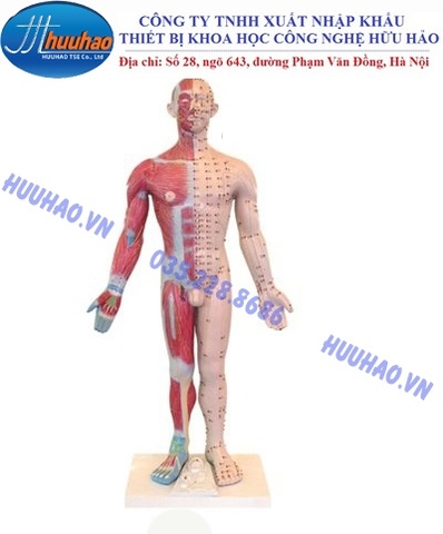 MÔ HÌNH HUYỆT VỊ CƠ THỂ NGƯỜI CAO 178 CM