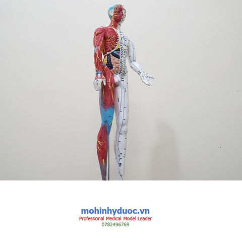 MÔ HÌNH CAO SU CHÂM CỨU HUYỆT VỊ NGƯỜI 60CM