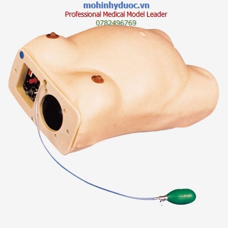 MÔ HÌNH KHÁM THAI GD/FW2