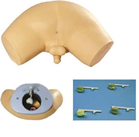 MÔ HÌNH TUYẾN TIỀN LIỆT BÌNH THƯỜNG VÀ BỆNH LÝ