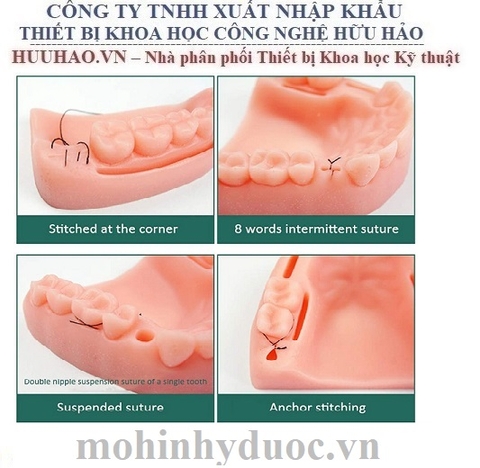 MÔ HÌNH THỰC TẬP KHÂU NƯỚU LỢI NHA KHOA
