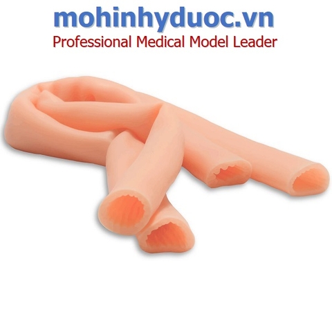 MÔ HÌNH KHÂU RUỘT NON