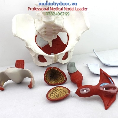 MÔ HÌNH KHUNG CHẬU KÈM 2 ĐỐT SỐNG VÀ CƠ QUAN SINH DỤC NỮ