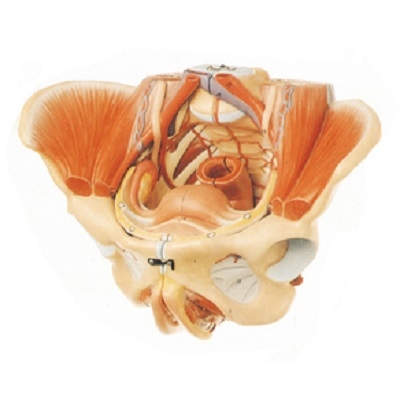 MÔ HÌNH KHUNG CHẬU NỮ MODEL: GD/A15107