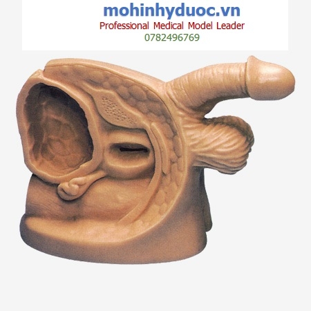 MÔ HÌNH MÔ THỰC HÀNH THÔNG TIỂU NAM GD/H18E