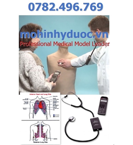 MÔ HÌNH NGHE TIM PHỔI - 3B SCIENTIFIC