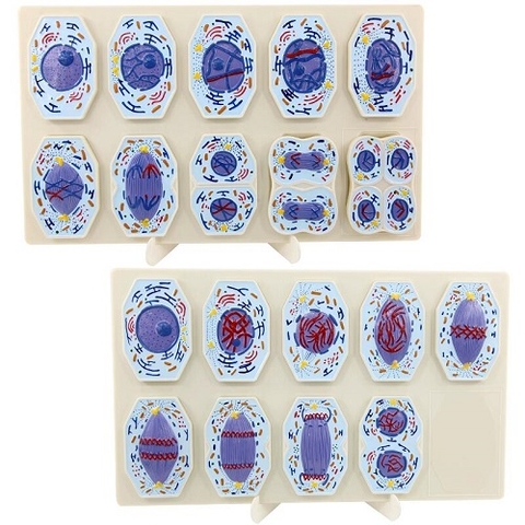 MÔ HÌNH NGUYÊN PHÂN 9 PHẦN (TẾ BÀO ĐỘNG VẬT NGUYÊN PHÂN 9 GIAI ĐOẠN)