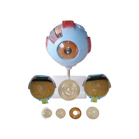 MÔ HÌNH GIẢI PHẪU MẮT CÁC LOẠI PHÓNG TO GIÁ RẺ NHẤT