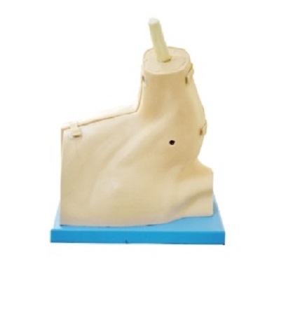 MÔ HÌNH NỘI SOI KHỚP VAI GD/LV77