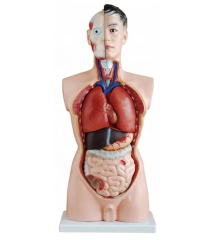 MÔ HÌNH GIẢI PHẪU CƠ QUAN NỘI TẠNG NỬA NGƯỜI NAM (DẠNG BÁN THÂN TRÊN)