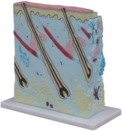 MÔ HÌNH PHẦN DA NGƯỜI CẮT LÁT PHÓNG TO