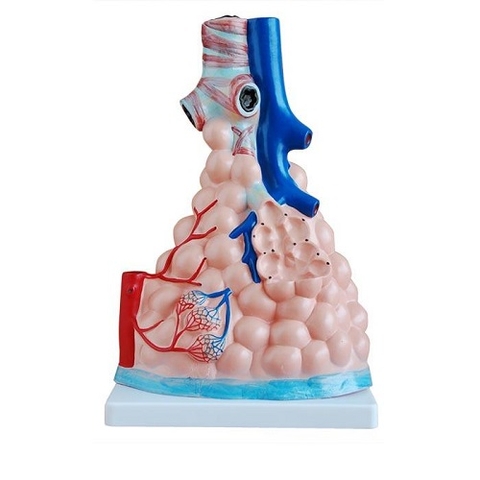 MÔ HÌNH PHẾ NANG PHỔI PHÓNG ĐẠI