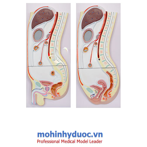 MÔ HÌNH CẮT DỌC PHÚC MẠC