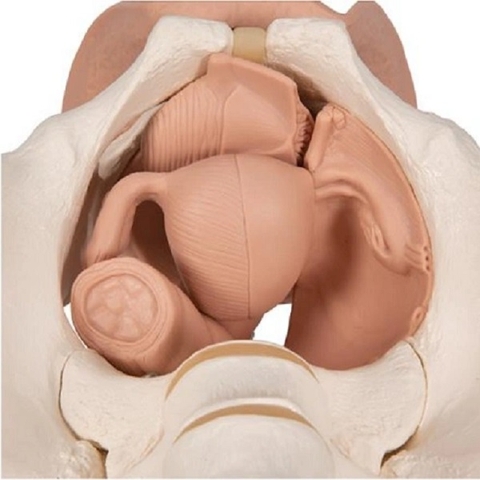 BỘ MÔ HÌNH CƠ QUAN SINH DỤC NỮ 1000335 [L31] 3B SCIENTIFIC