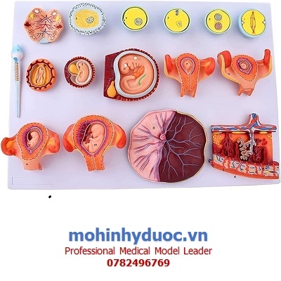 MÔ HÌNH SỰ PHÁT TRIỂN CỦA PHÔI THAI