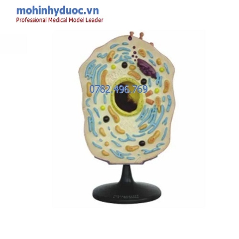 MÔ HÌNH TẾ BÀO ĐỘNG VẬT