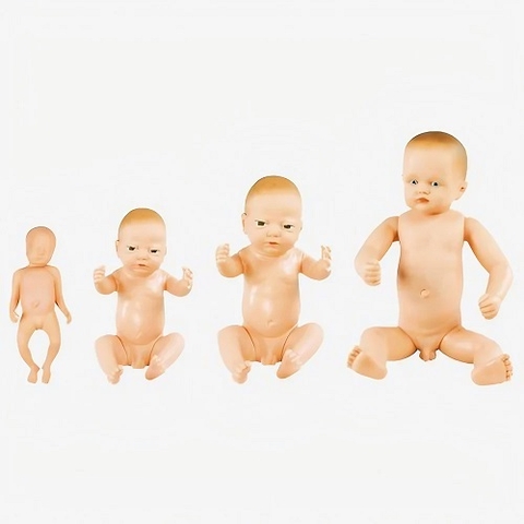 MÔ HÌNH THAI NHI ĐỦ THÁNG MODEL: GD/FT4