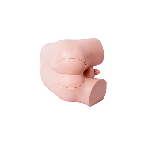 MÔ HÌNH THĂM KHÁM BỆNH LÝ TUYẾN TIỀN LIỆT VÀ TRỰC TRÀNG GD/LV39