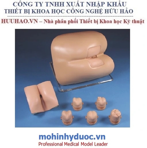 MÔ HÌNH THĂM KHÁM HẬU MÔN TRỰC TRÀNG LIMBS & THINGS