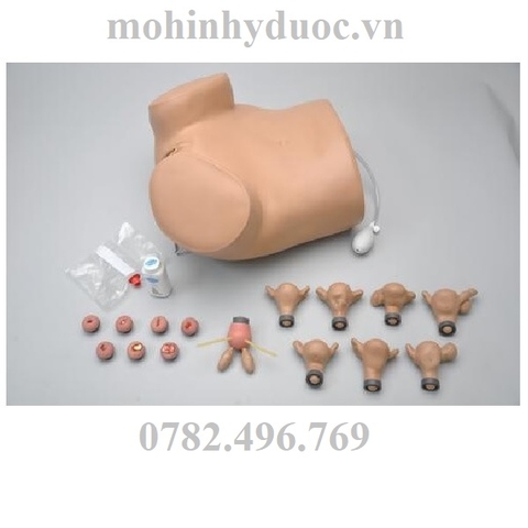 Mô Hình Thăm Khám Phụ Khoa – 1005789 – 3B Scientific