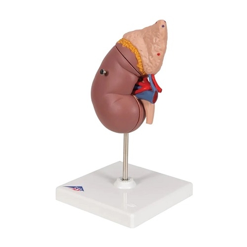 MÔ HÌNH THẬN VÀ THƯỢNG THẬN, 2 PHẦN