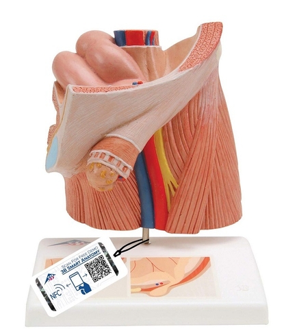 MÔ HÌNH THOÁT VỊ BẸN – 1000284 – 3B SCIENTIFIC