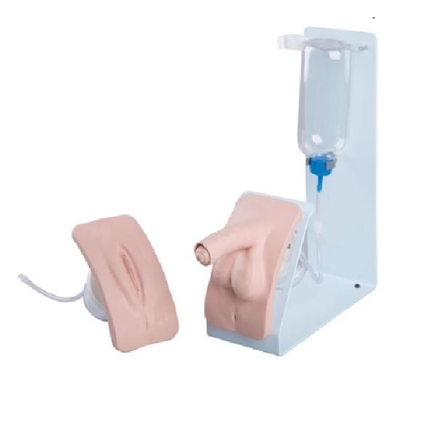 Mô Hình Thông Tiểu Nam, Nữ – 1020842 – 3B Scientific