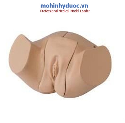 Mô hình thông tiểu nữ A-106891 - LM109F - KOKEN