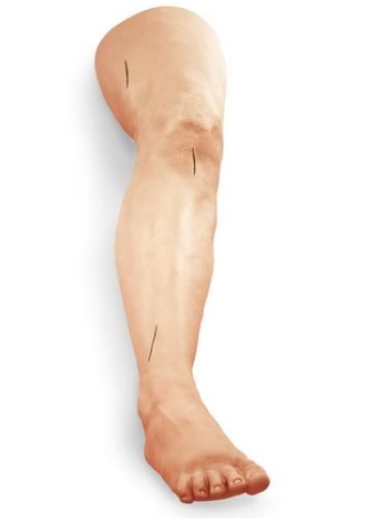 Mô hình thực hành cắt khâu chân LF01034U 1005683 [W44230] 3B Scientific