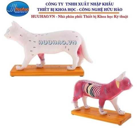 MÔ HÌNH THỰC HÀNH CHÂM CỨU MÈO