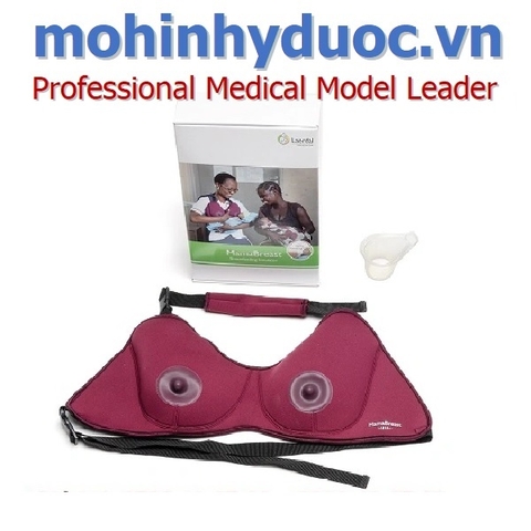 Mô hình thực hành cho con bú MamaBreast