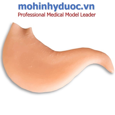 MÔ HÌNH THỰC HÀNH KHÂU DẠ DÀY