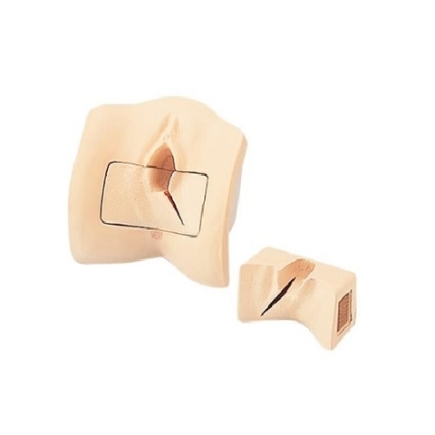 MÔ HÌNH THỰC HÀNH KHÂU TẦNG SINH MÔN LM635 ERLER ZIMMER