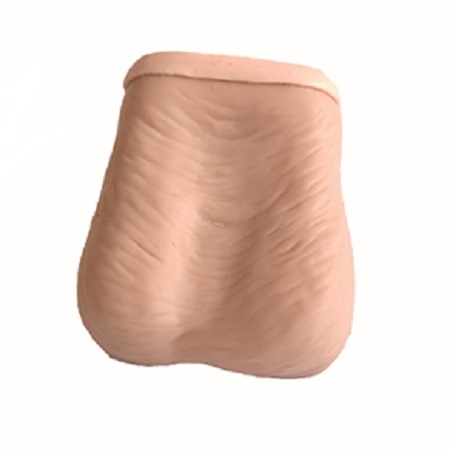 MÔ HÌNH THỰC HÀNH THĂM KHÁM BÌU - TINH HOÀN GD/L59