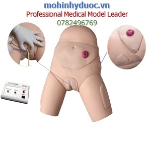 MÔ HÌNH THỰC HÀNH THÔNG TIỂU VÀ THỤT RỬA ĐẠI TRÀNG GD/H27