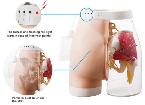 Mô Hình Tiêm Bắp Mông M152-1