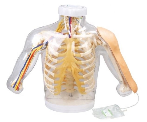 MÔ HÌNH TIÊM BẮP TAY ĐIỆN TỬ 1 BÊN TRONG SUỐT GD/HS20F