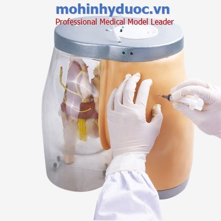 MÔ HÌNH TIÊM MÔNG TRONG SUỐT GD/HS10B/ HÃNG SHANGHAI HONGLIAN MEDICAL