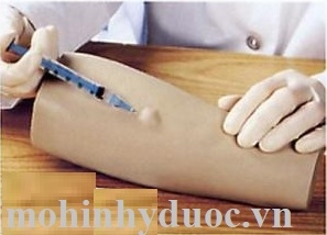 Mô Hình Tiêm Trong Da – 1005628 – 3B Scientific