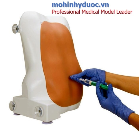 Mô hình tiêm và chọc dò tủy sống