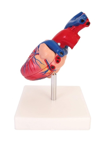 Mô hình trái tim con người có kích thước thật trên đế, bằng nhựa, 6 x 5 x 6 inch MHT322