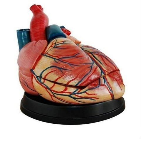 MÔ HÌNH TIM NGƯỜI PHÓNG ĐẠI 5 LẦN