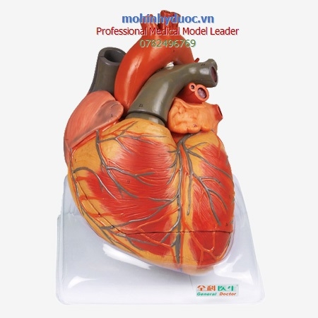 MÔ HÌNH TIM PHÓNG TO GẤP 4 LẦN GD/A16006