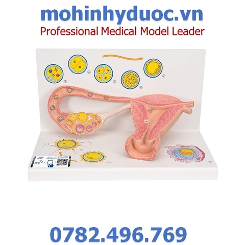 MÔ HÌNH TỬ CUNG, VÒI TRỨNG, BUỒNG TRỨNG 3B SCIENTIFIC