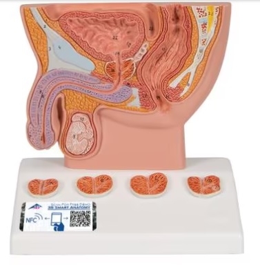 MÔ HÌNH TUYẾN TIỀN LIỆT, ½ KÍCH THƯỚC THẬT