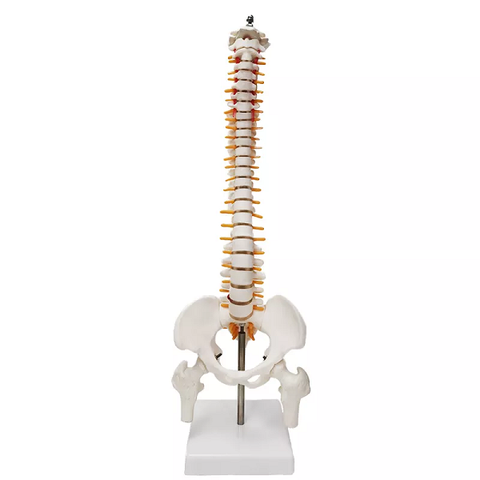 Mô hình xương cột sống 85cm - tỷ lệ 1:1