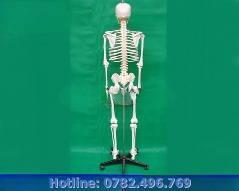 MÔ HÌNH XƯƠNG NGƯỜI LỚN KÍCH THƯỚC THỰC TẾ CHẤT LIỆU NHỰA PVC GẮN TRÊN GIÁ